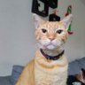 ElCapibara_Solecillo's profile picture