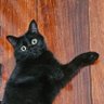 Фото профиля 💊หมอยาเลี้ยงแมวหลายตัว🐱🐈⬛