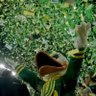DuckfinitelyUO's profile picture