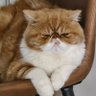 Profilbild von lijunhang