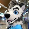 ChanceBear 🔜 ThaiTails 2025 profil fotoğrafı