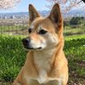 🇯🇵 サボりーまさ🇯🇵 的头像
