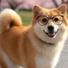 すずU・ω・U profil fotoğrafı