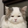 ArsLan's profile picture