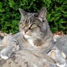 Mousecat61's profile picture