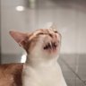 Profilbild von ปลอมเปลือกก