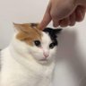 Yukio (totally normal about Viktor and Jayce)'s profile picture