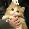 culaccno's profile picture