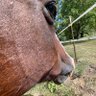 midwest-dumbazz's profile picture