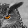 Vigilant Owl's profile picture