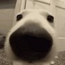 Soncinho's profile picture