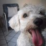 Mikystoteles profil fotoğrafı