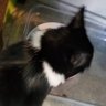 Profilbild von Big B