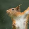 SecretSquirrel profil fotoğrafı