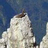 Casus Belli profil fotoğrafı
