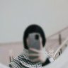 Profilbild von Hawraa