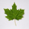 Profilbild von Maple
