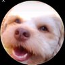alwaysthebadguy's profile picture