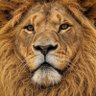 Leo il Leone's profile picture
