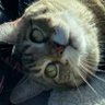 Fratello's profile picture