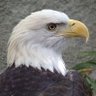 Bird Enthusiast profil fotoğrafı