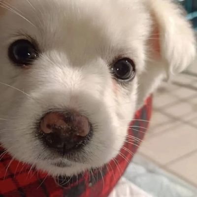 Quan_Spring_'s profile picture