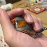 パッチ profil fotoğrafı