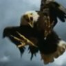 Aguila 3 🇻🇪🇺🇸 的头像
