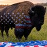 Profilbild von Black Hills Buffalo