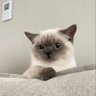 Profilbild von นะเนย ◞˚
