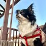 Фото профиля 逢崎らい is いぬ