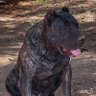 presacanario/kangal's profile picture