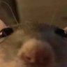 phreak :3's profile picture