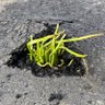 ティミー 的头像