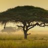 Pawlykinesis profil fotoğrafı
