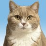 猫桃🍑 profil fotoğrafı