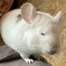 Фото профиля chinchilla