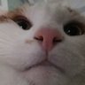 KC Mikuro's profile picture