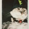 iyel's profile picture