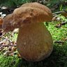 Boletes_SP 的头像