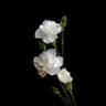 またたび (Matt & Tabby)'s profile picture
