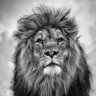 Lion86's profile picture