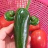 Hal A Peeno profil fotoğrafı