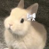 julia🐇's profile picture