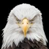 MAGA PATRIOT 的头像