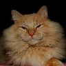 Profilbild von tomcatt 🇺🇲