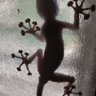 Фото профиля Eran K