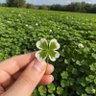 Фото профиля 🍀🍀HOKI🍀🍀