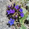 山野草 profil fotoğrafı