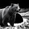 BearStorm Bullish's profile picture